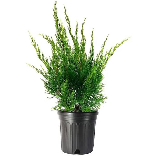 Online Orchards 1 Gal. Sea Green Juniper Shrub Fountain Shaped Foliage that Changes to a Darker Green in Winter