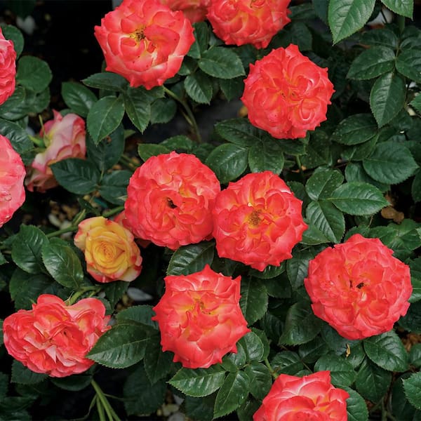 PROVEN WINNERS 2 Gal. En Fuego Rose Plant with Yellow, Red, and