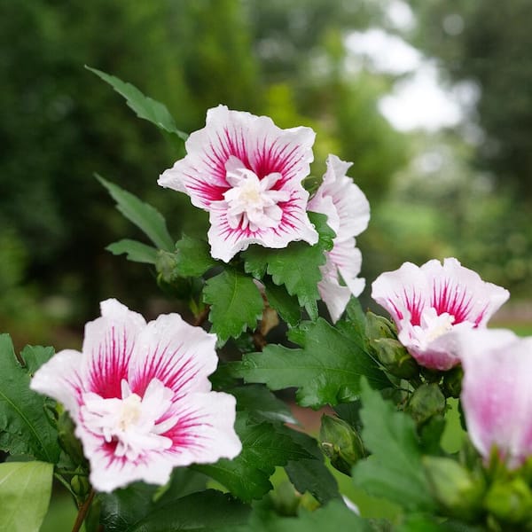PROVEN WINNERS 4.5 in. Quart Starblast Chiffon Rose of Sharon (Hibiscus) Live Shrub with Magenta-White Flowers