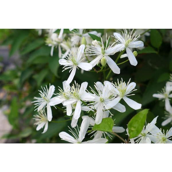 Clematis Sweet Autumn Paniculata-Live Plant in a 3.5 in. Growers Pot-Beautiful Flowering Vine Ready for The Garden
