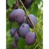 Online Orchards Dwarf Italian Plum Tree Bare Root FTPL001