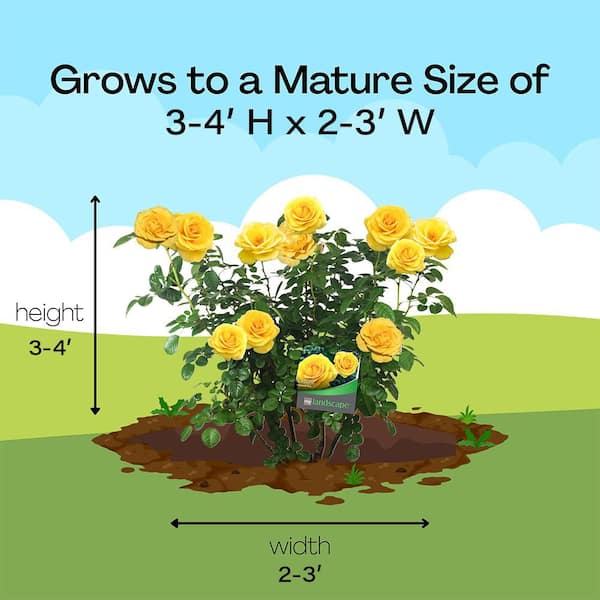 Vigoro 13 in. Sol Desire Rose Plant with Yellow Flowers 17580