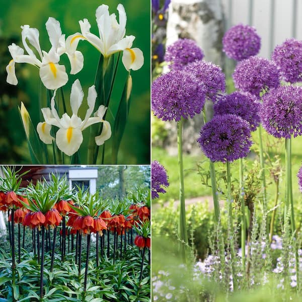 VAN ZYVERDEN Deer, Rodent and Squirrel Resistant Garden (Set of 25 Bulbs)