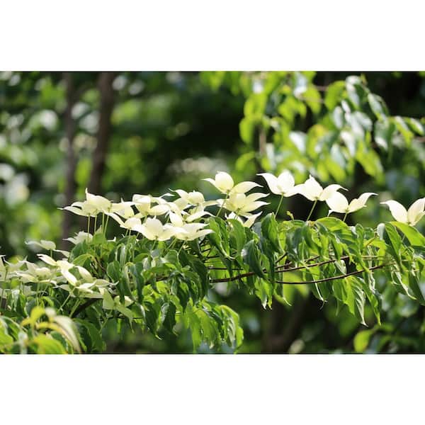 3 Gal. Kousa Dogwood Cornus Kousa Live Flowering Tree with White Flowers