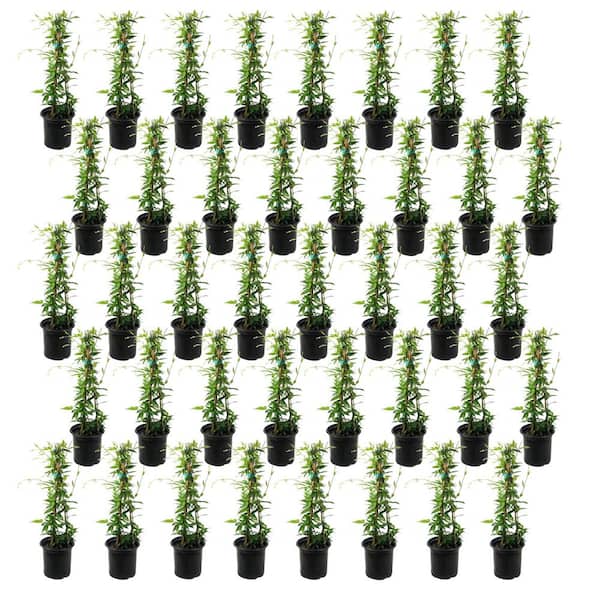 1 gal. Carolina Jessamine Plant with Yellow Flowers (40-Pack)