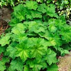 4 in. Pot Autumn Bride Coral Bells Heuchera with Green Foliage Live Perennial Plant (1-Pack)