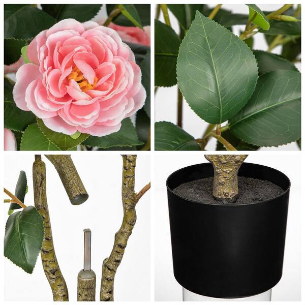 buy philodendron pink princess australia Philodendron Pink Princess – The Plant Boys
