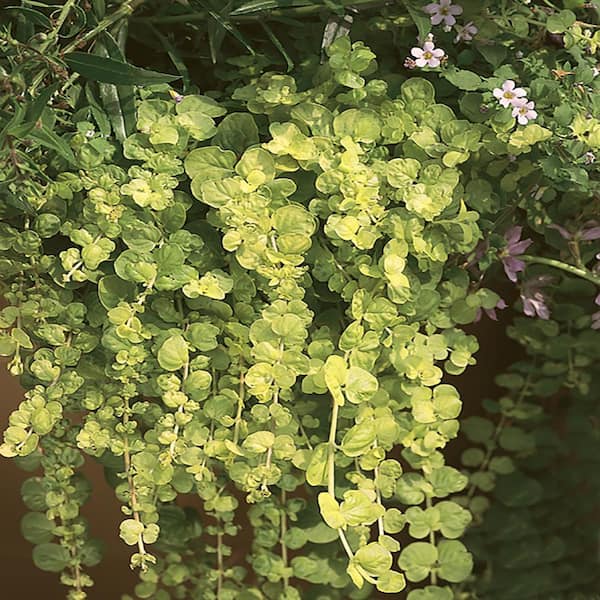 BELL NURSERY 1.7 Pint Mixed Creeping Jenny Annual Live Plant