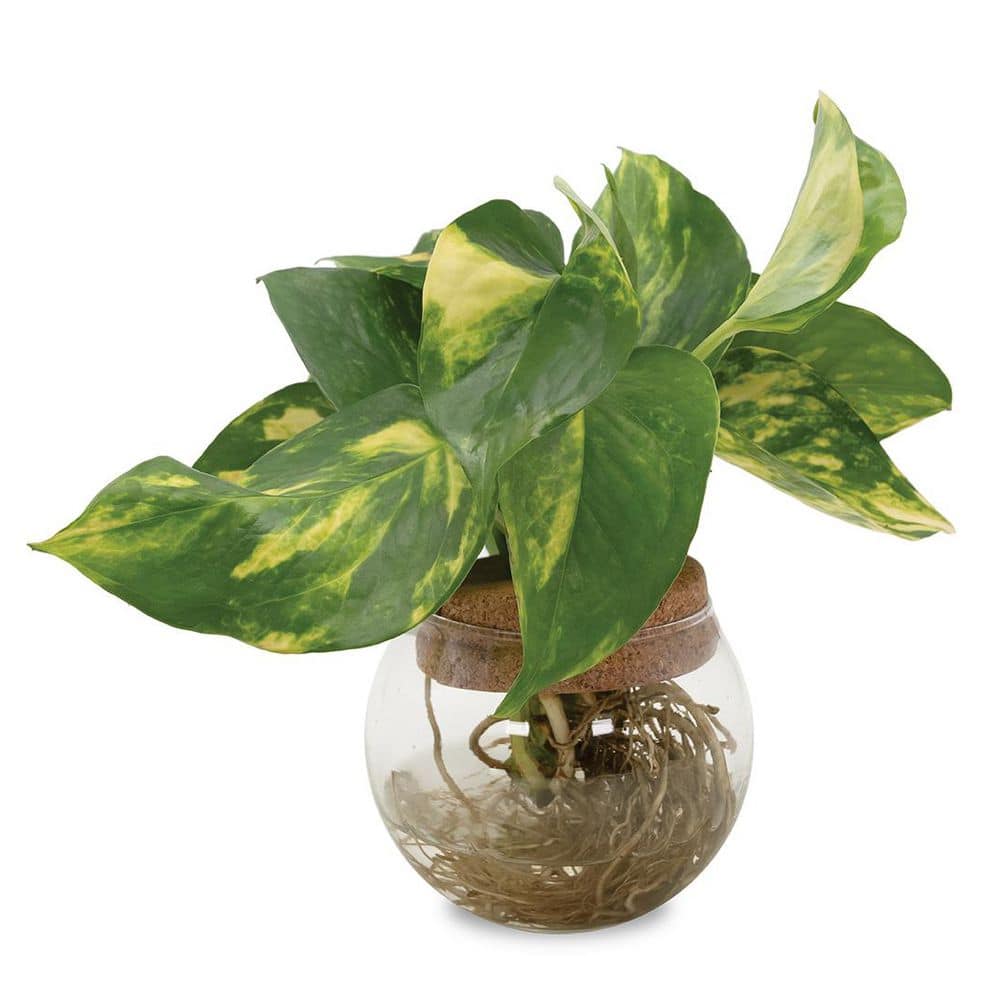 4 in. Epipremnum Summer Nights Indoor Live Plant in Glass Vase
