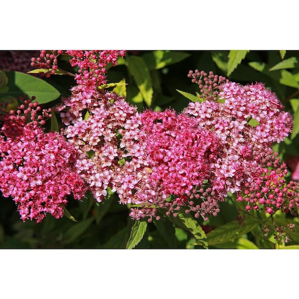 3 Gal. Anthony Waterer Japanese Spirea (Spiraea bumalda) Live Flowering Shrub with Rosy Pink Flowers