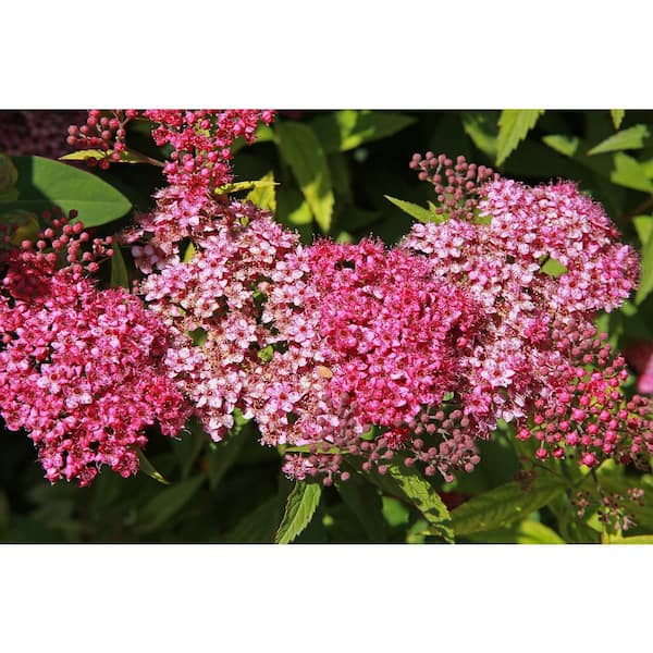 BELL NURSERY 3 Gal. Anthony Waterer Japanese Spirea (Spiraea bumalda) Live Flowering Shrub with Rosy Pink Flowers