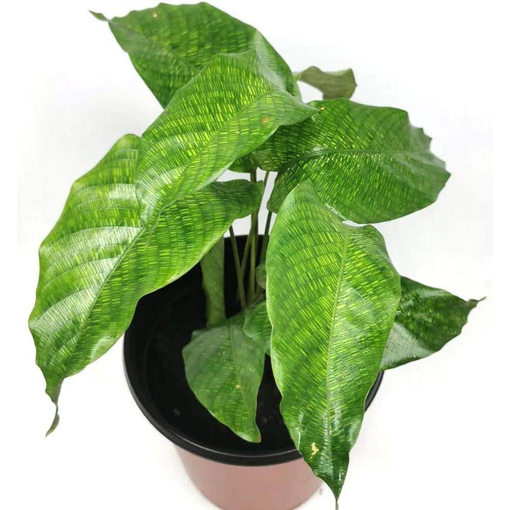 Wekiva Foliage Calathea Musaica-Network Prayer Plant-Live Plant in