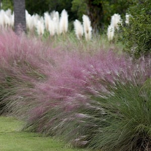 4 in. Pink Muhly Grass (3-Pack)