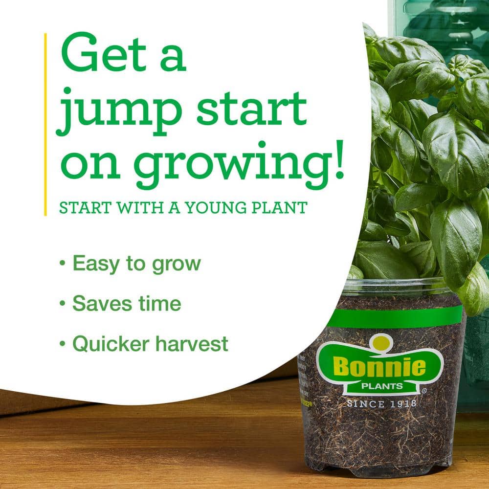 4.5 Inch Purple Thyme Herb Plant 2-Pack