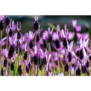 1 Gal. Spanish Lavender Shrub With Purple Flowers (4-Pack)