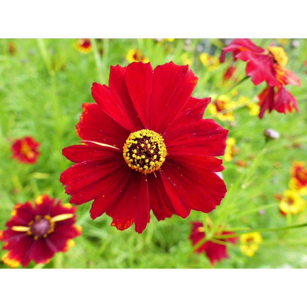 1 gal. Red Elf Tickseed Native Coreopsis Shrub with Pollinator Attracting Blossoms (2-Pack) price history on PriceWatchPro