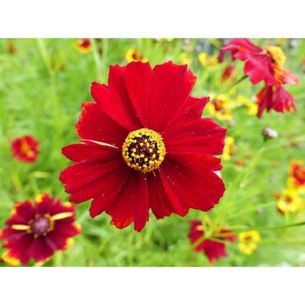 1 gal. Red Elf Tickseed Native Coreopsis Shrub with Pollinator Attracting Blossoms (2-Pack)