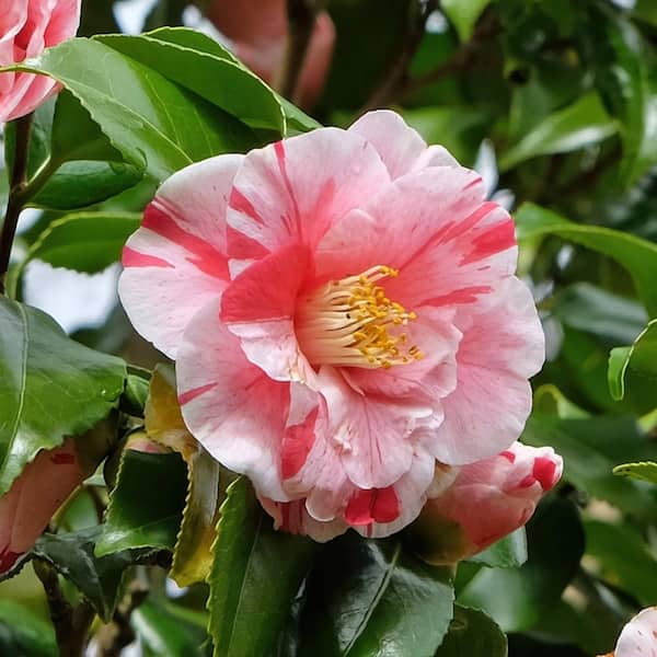 drachenbaum warneckii Der Drachenbaum Warneckii: Bring ein bisschen Mystik nach Hause! – Bloombox  Club DE