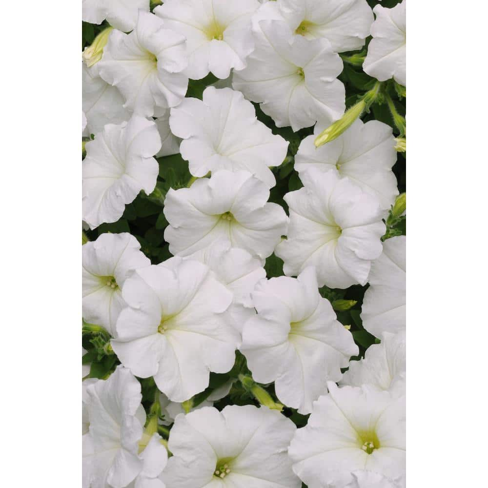 EASY WAVE 4-Pack White Easy Wave Petunia Annual Plant with White ...