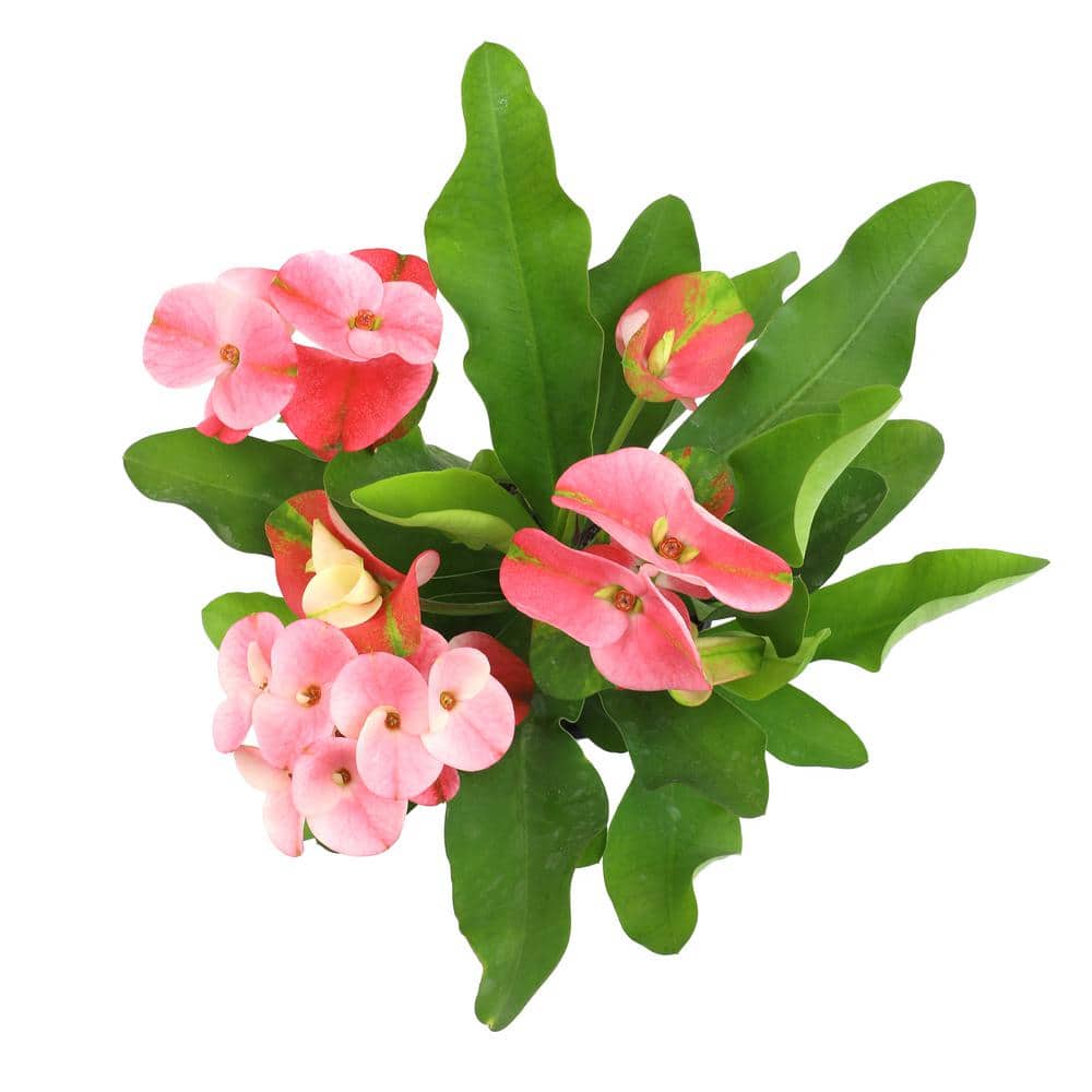 Euphorbia Milii Crown of Thorns Red and Green Succulent Plant