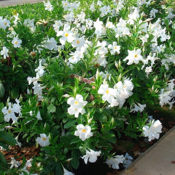 花梨　花台　銘木 national PLANT NETWORK 4 in. Mandevilla Plant with White Flowers