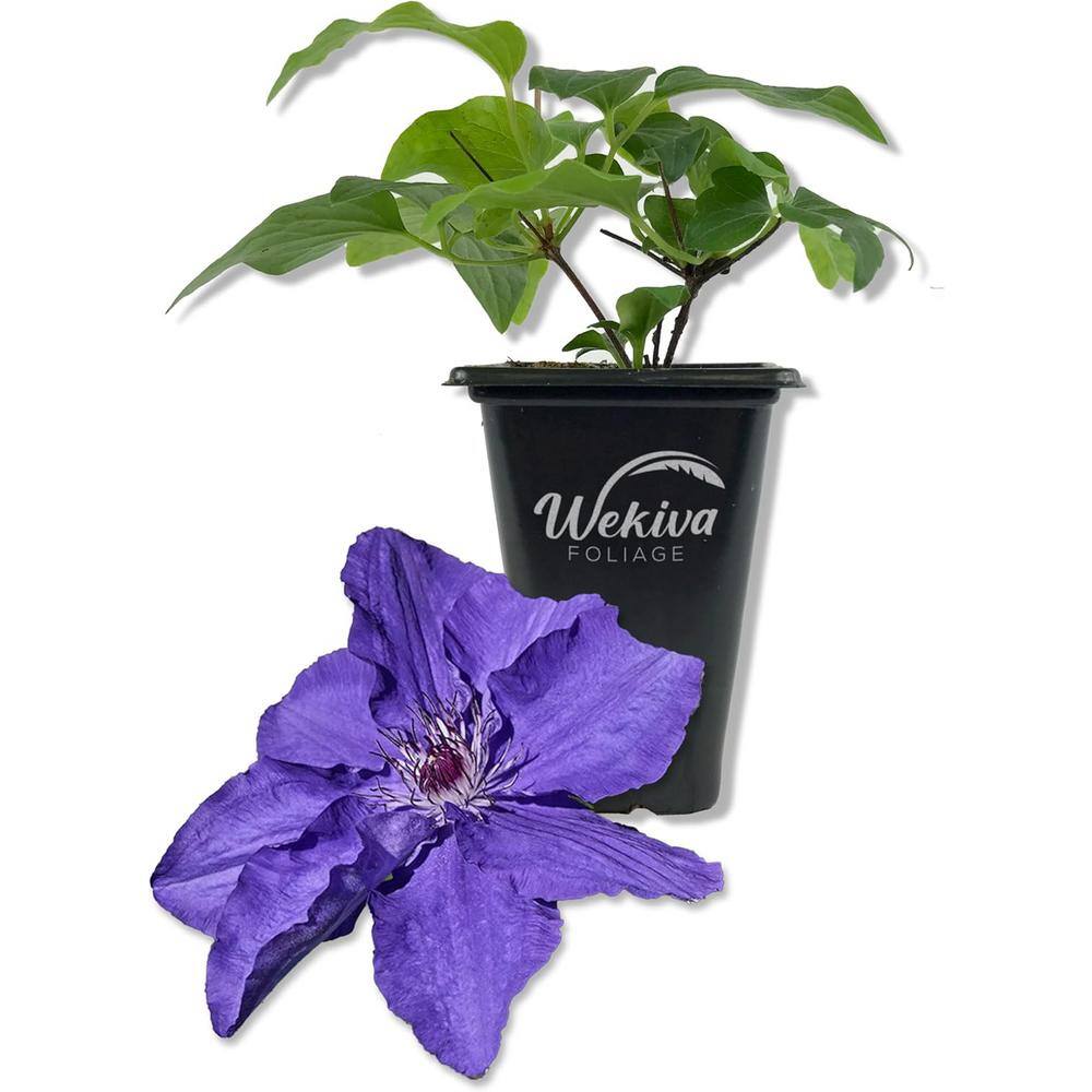 Clematis Lindsay-Live Starter Plant in a 2 Inch Growers Pot-Starter Plants Ready for The Garden-Rare Clematis price history on PriceWatchPro