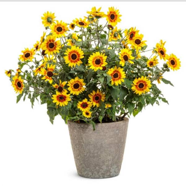 Sunflower╰(*´︶`*)╯ PROVEN WINNERS 4.25 in. Eco+Grande Suncredible Saturn Sunflower