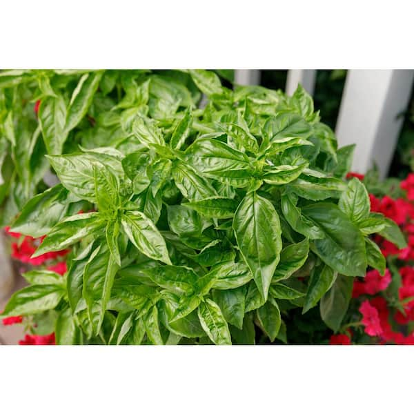 PROVEN WINNERS 25 Count Seeds Besto Pesto Basil Ocimum