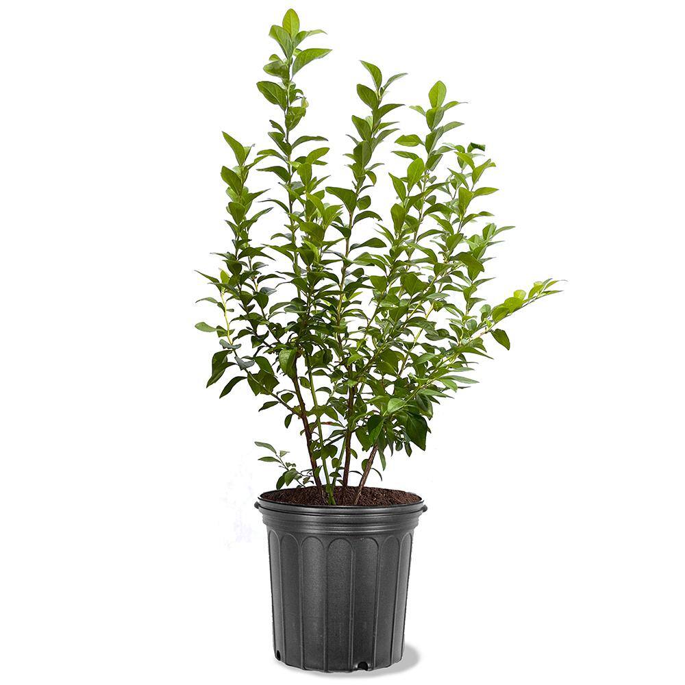 7 Gal. Brightwell Rabbiteye Blueberry Plant