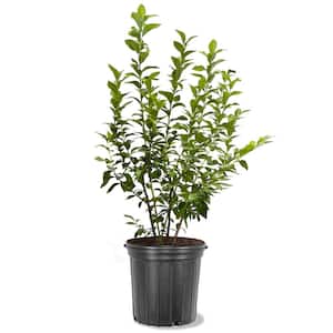 7 Gal. Tifblue Rabbiteye Blueberry Plant
