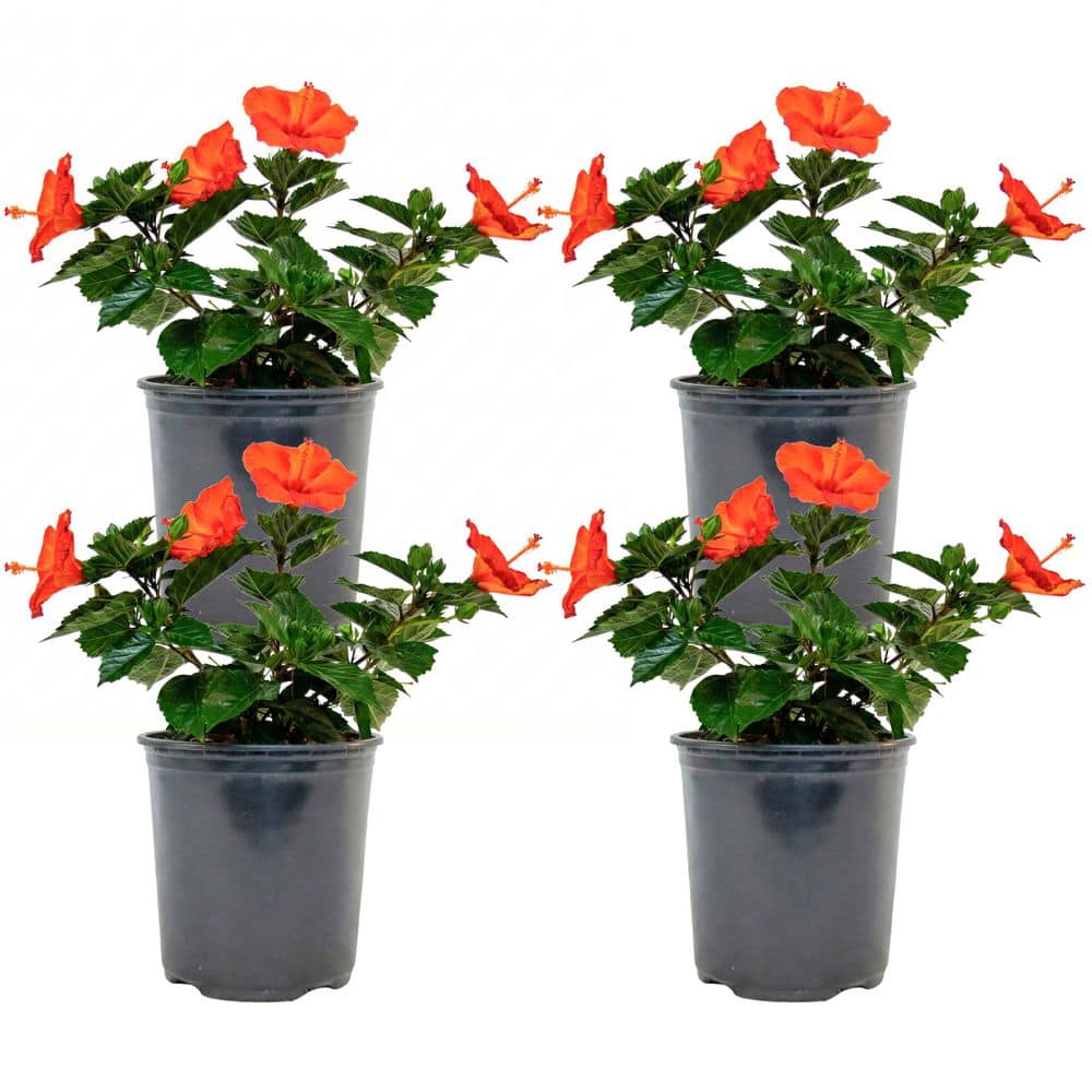 1 Gal. Tradewinds Hibiscus Shrub with Sunset Wind Orange Flowers