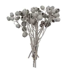 11 in. x 4 in. Ivory Preserved Belgium Branch, 10 Stems Per Unit