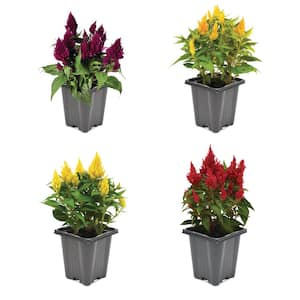 1.0-Pint Celosia Annual Plant with Assorted Colored Flowers (4-Pack)