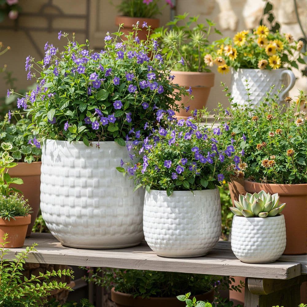 matte-white-dovelina-plant-