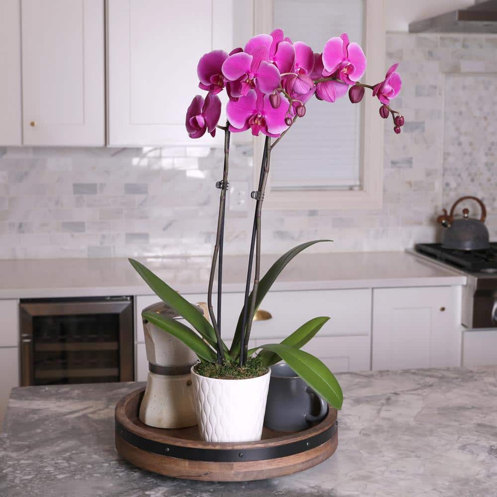 Elegant Purple Orchid in White Ceramic Pot