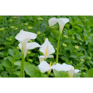 1 Gal. Calla Color Pot White Live Perennial Plant (1-Pack)