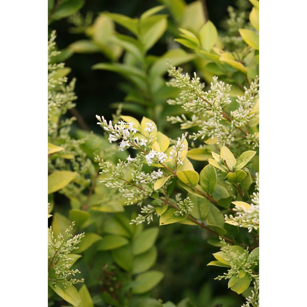 Golden Ticket Privet Shrub with White Flowers and Yellow Foliage, 1 Gallon