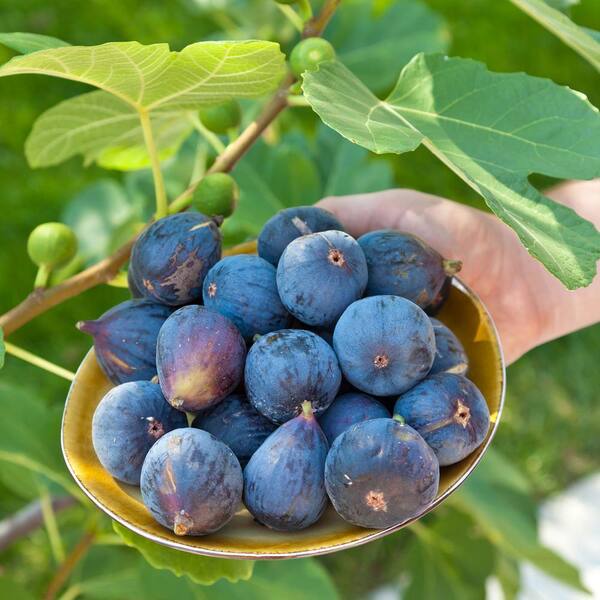 3 Gal. LSU Purple Fig (2-Pack) THD00120 - The Home Depot