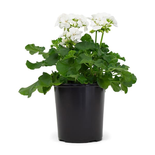 Pure Beauty Farms 6.33 in. 2.5 Qt. White Flowers Geranium in Grower's Pot