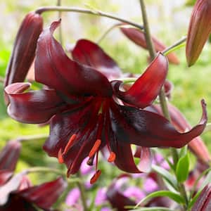 Black and Red Lily Night Flyer Bulbs (7-Pack)