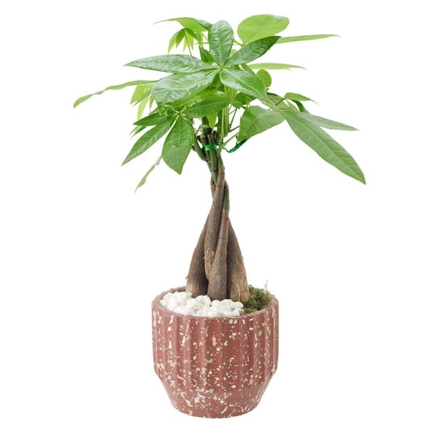 Arcadia Garden Products 5 in. Money Tree Speckled Splash Red Ceramic Planter