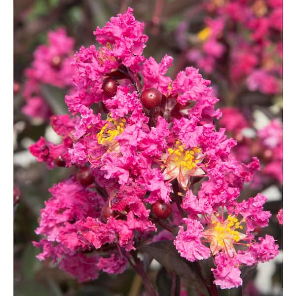 2 Gal. Delta Fusion Crape Myrtle, Live Deciduous Shrub/Tree, Burgundy Foliage, Dark-Pink Blooming