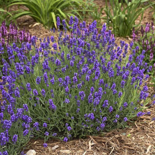 2.5 Qt. Purple Flower Lavender Plant Grower's Pot (2-Pack)