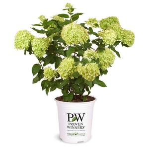 2 Gal. Little Lime Hydrangea Plant with Green to Pink Flowers