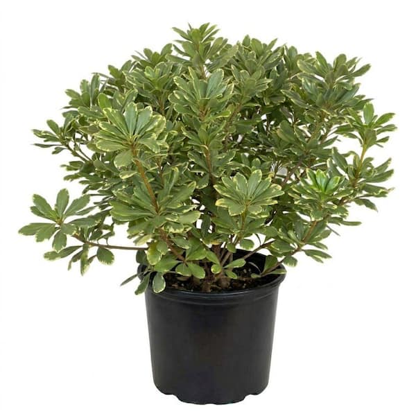 2.5 Gal. Variegated Pittosporum (Japanese Mock Orange) Live Evergreen Shrub with Green and White Variegated Foliage