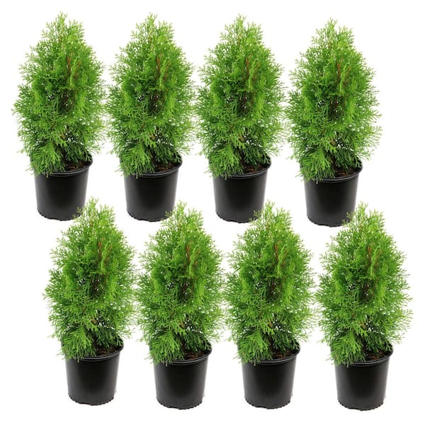 1 gal. Arborvitae Emerald Green Shrub (8-Pack)
