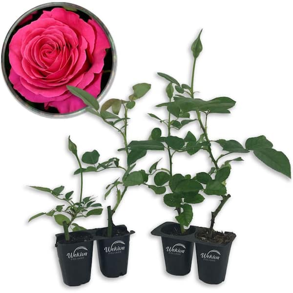 Wekiva Foliage Miss All American Beauty Rose Bush-4 Live Starter Plants in 2 Inch Growers Pots-Beautifully Fragrant Hybrid Tea Rose