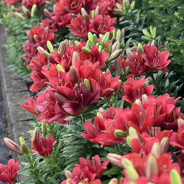 national PLANT NETWORK Lily Summer Scarlet LA Hybrid Bulbs (5-Pack