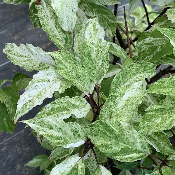 Spring Hill Nurseries 2.25 Gal. Pot Yuki Gessho Hydrangea Deciduous Flowering Shrub with Variegated Foliage (1-Pack)