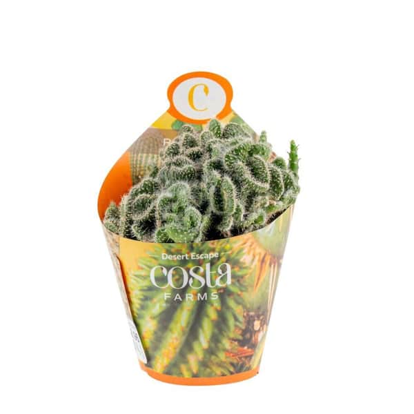 succulents from cuttings 30 Assorted Succulent Cuttings  Planet Desert